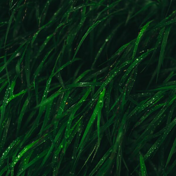 spirulina suplement diety zdrowie podioo propolis